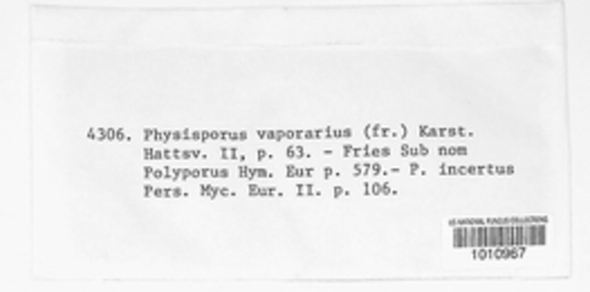 Fibroporia vaillantii image